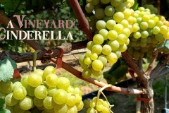 vineyard-cinderella